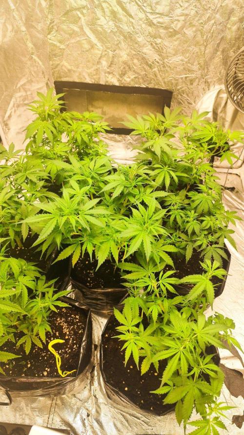 Larry Bird !. Week 6