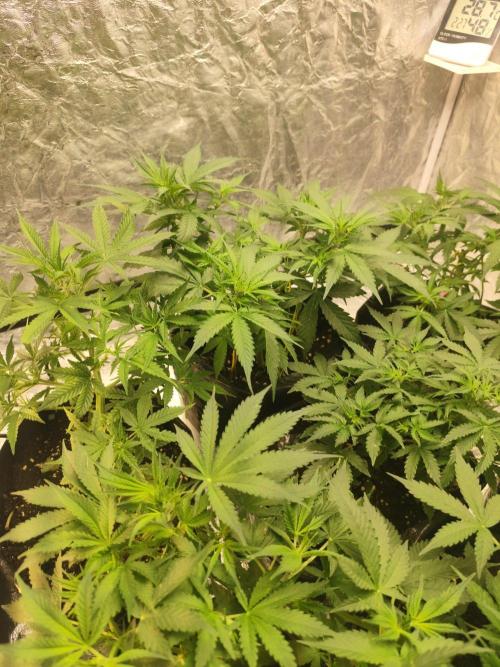 Larry Bird !. Week 5