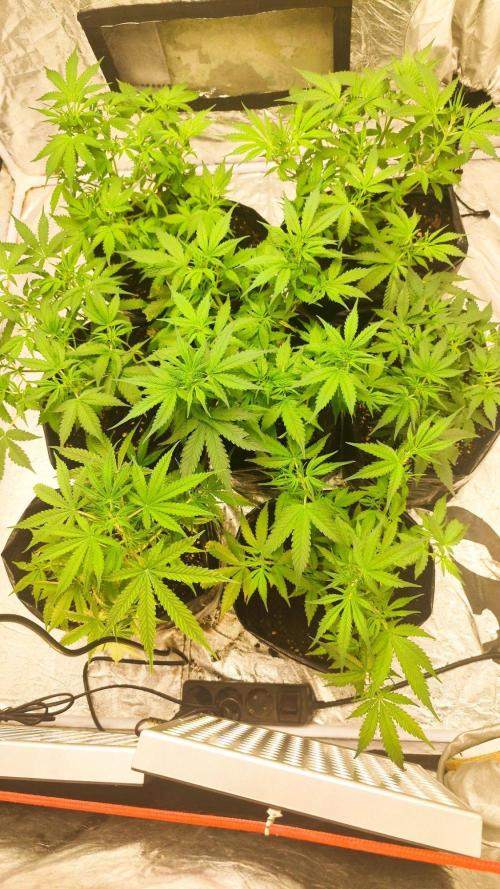 Larry Bird !. Week 5