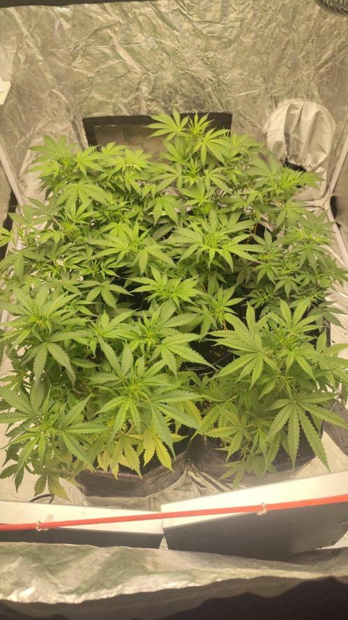 Larry Bird !. Week 6 - Looking good I think 