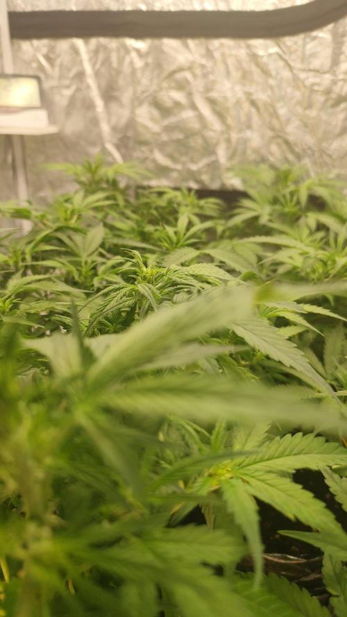 Larry Bird !. Week 6