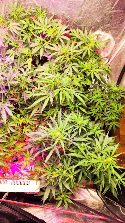 Larry Bird !. Week 7