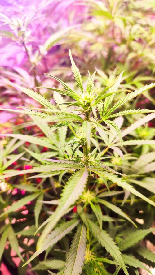 Larry Bird !. Week 7