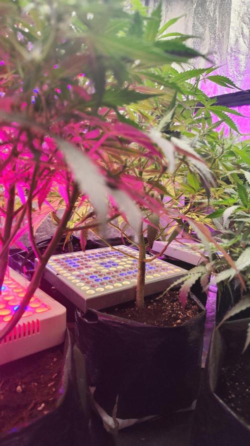 Larry Bird !. Week 7 - Added some light unde the trees maybe helps something 