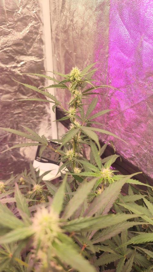 Vanguard. Week 8
