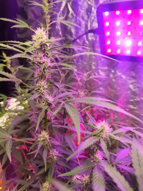 Larry Bird !. Week 8 - Hope in a feel days everyone looks like this one!
