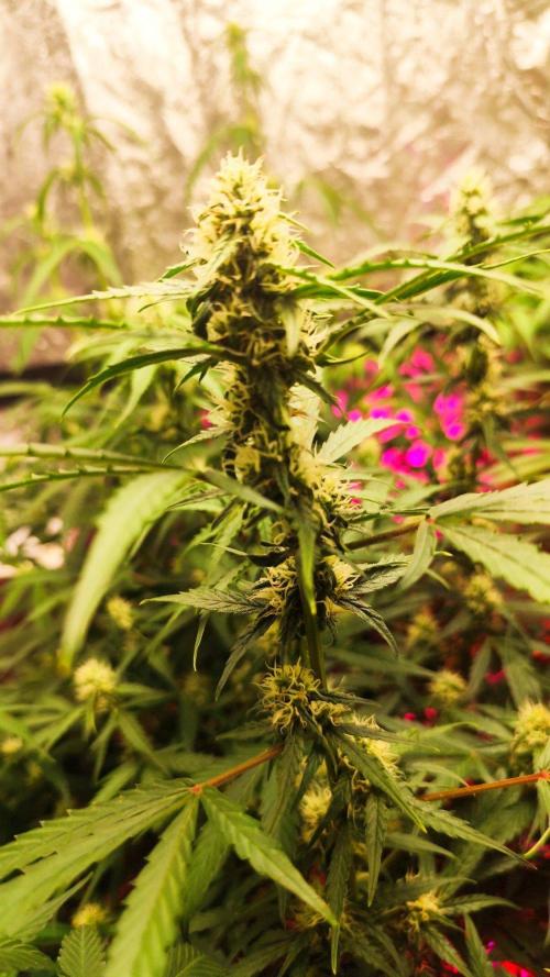 Larry Bird !. Week 8 - Last day week 8 
Loving to see the development of flowers 
