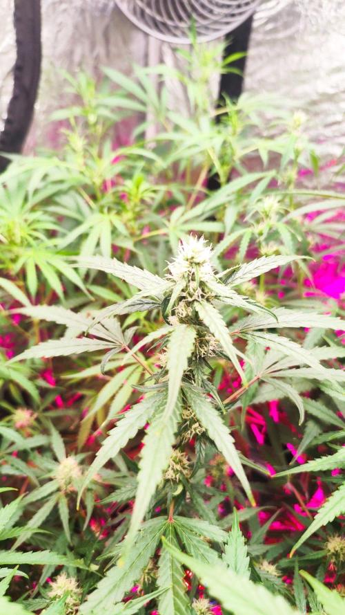 Larry Bird !. Week 8 - Anxiety to see all in flowers !