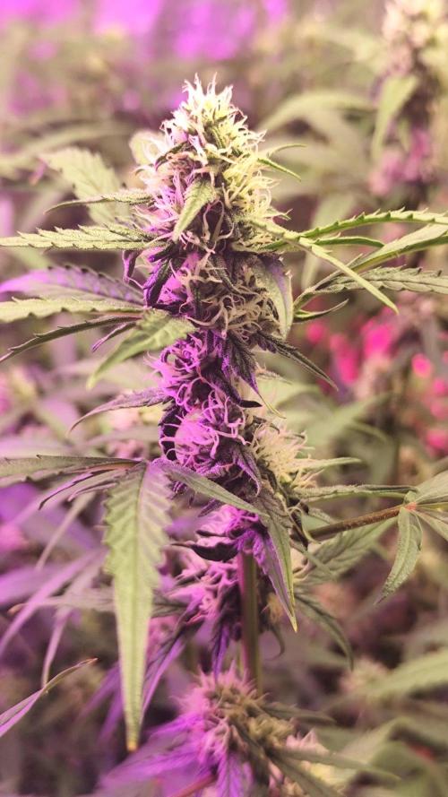 Larry Bird !. Week 9