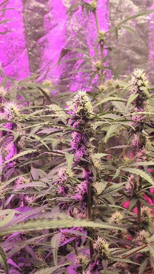 Larry Bird !. Week 9