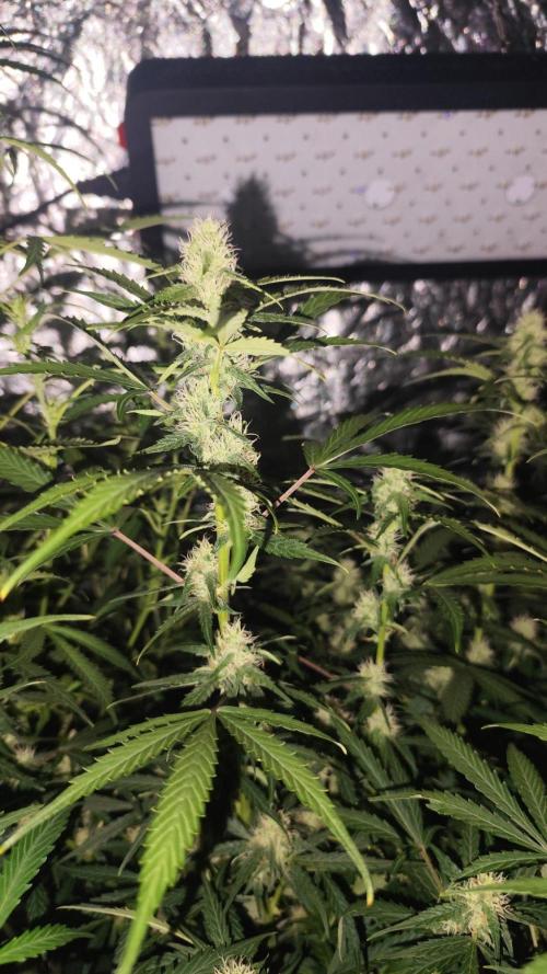 Larry Bird !. Week 9