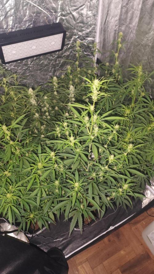 Larry Bird !. Week 9