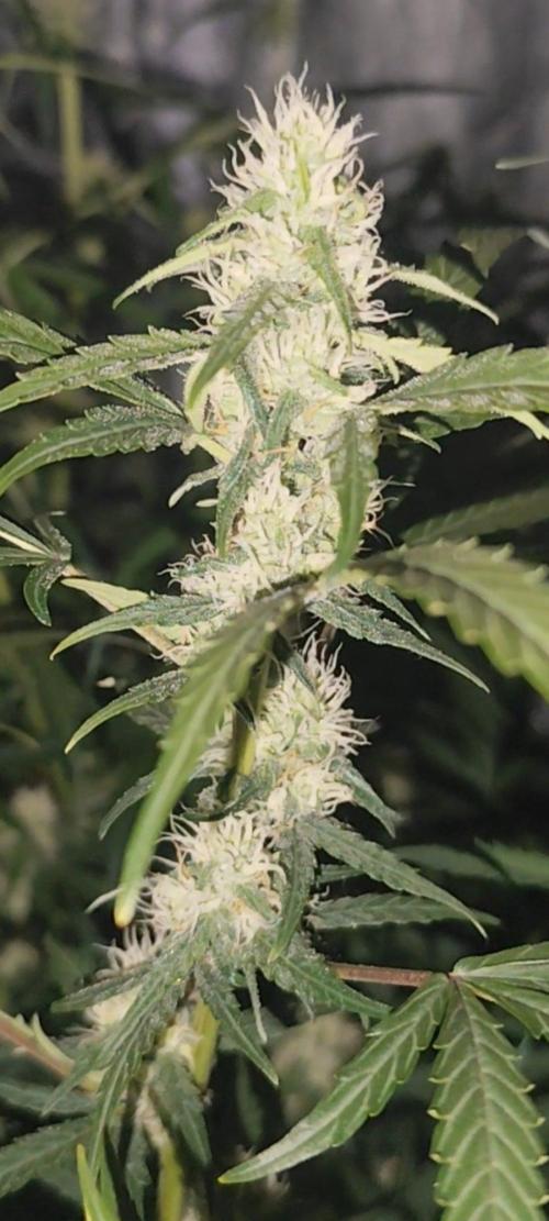 Larry Bird !. Week 9