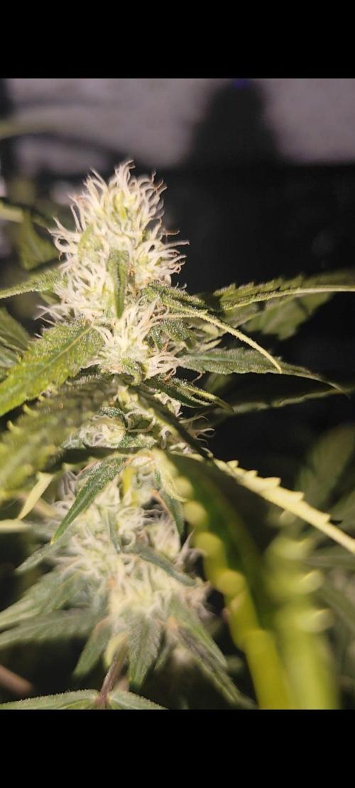 Larry Bird !. Week 9