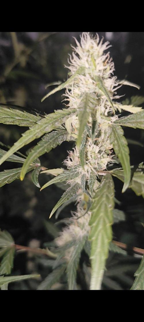 Larry Bird !. Week 9