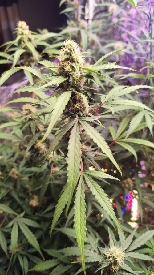 Larry Bird !. Week 9