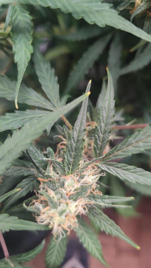 Larry Bird !. Week 10