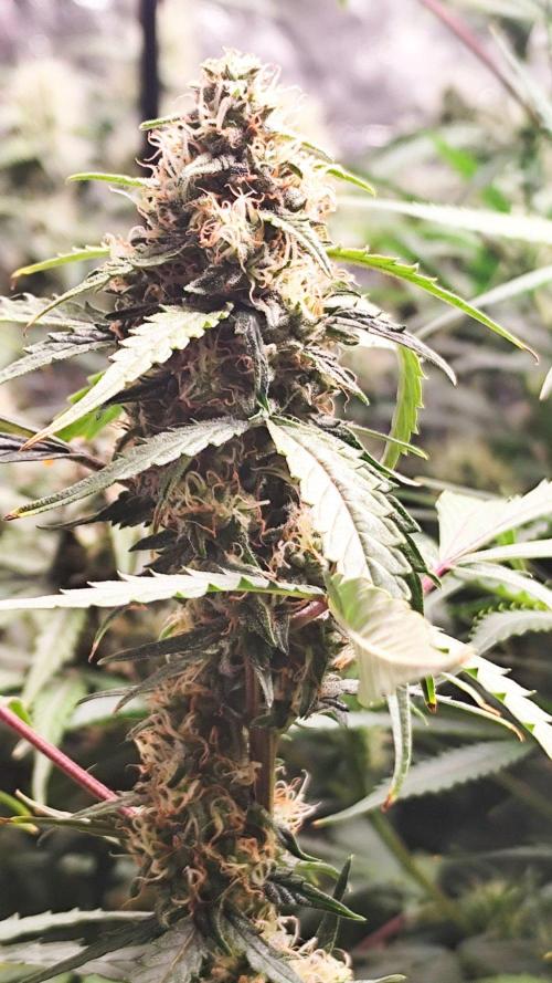 Larry Bird !. Week 10