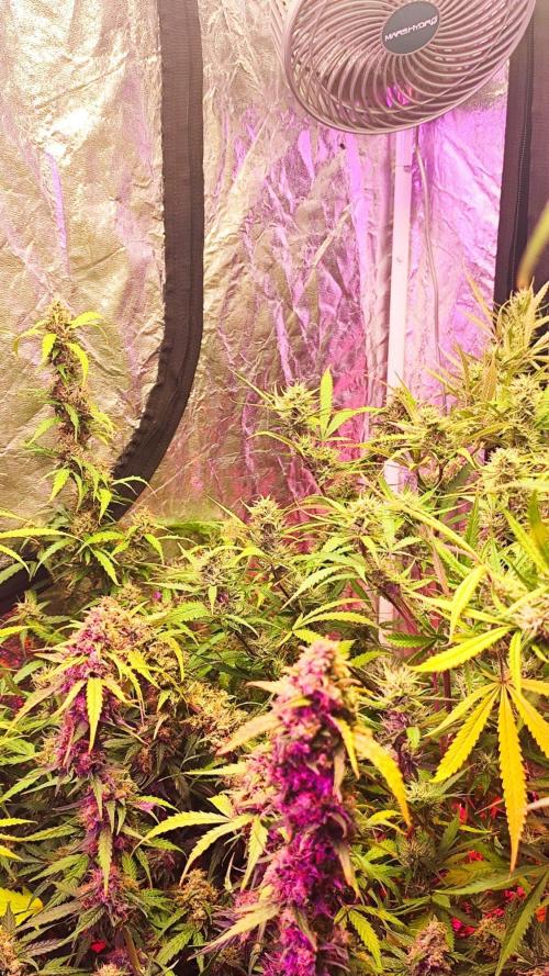 Larry Bird !. Week 12