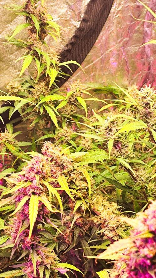 Larry Bird !. Week 12