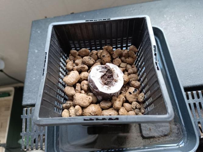 White Widow - First photo grow. Week 0 - WW seed hidden inside a peat pellet