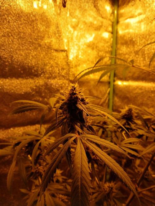 Girl scout cookie. Week 12