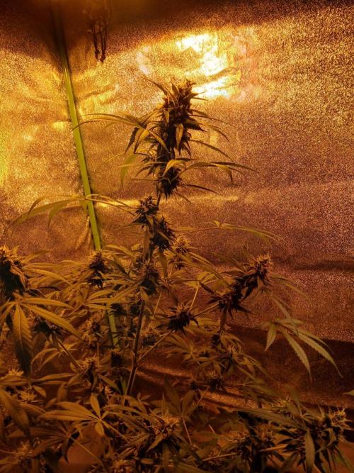 Girl scout cookie. Week 12