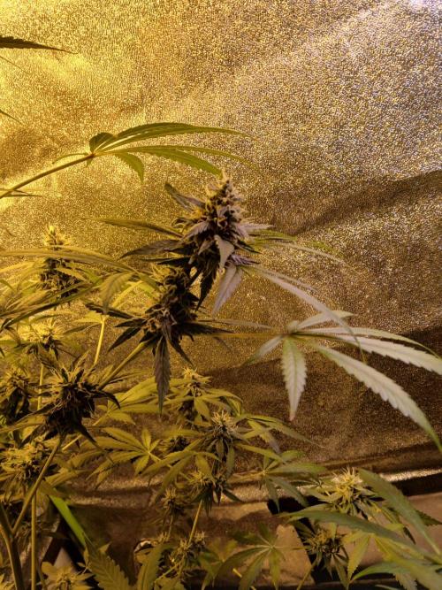Girl Scout Cookies. Week 12
