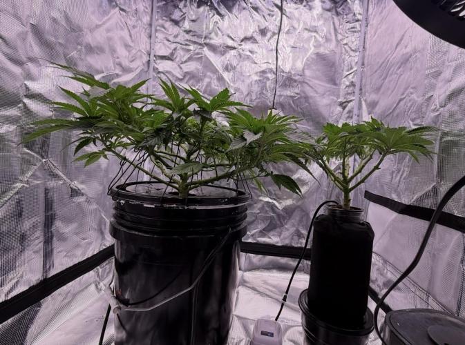 Grape Cherry Bomb. Week 1