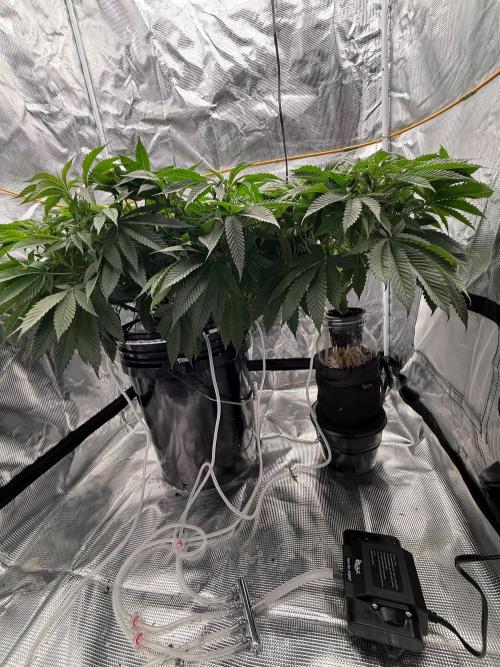 Grape Cherry Bomb. Week 1 - Day 8