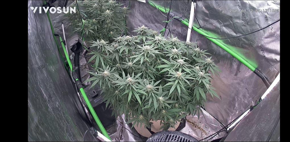 Haavis. Week 1