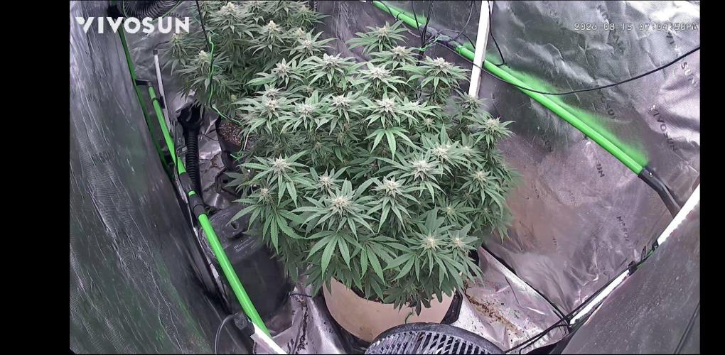 Haavis. Week 1