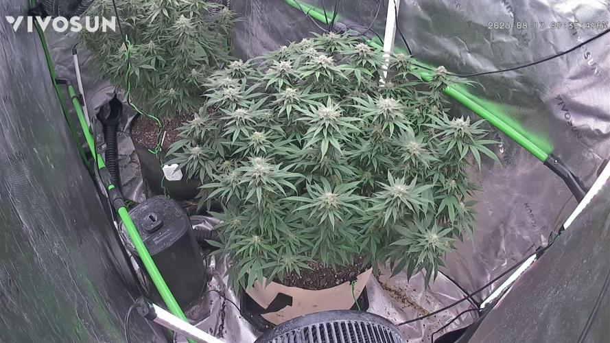 Haavis. Week 1