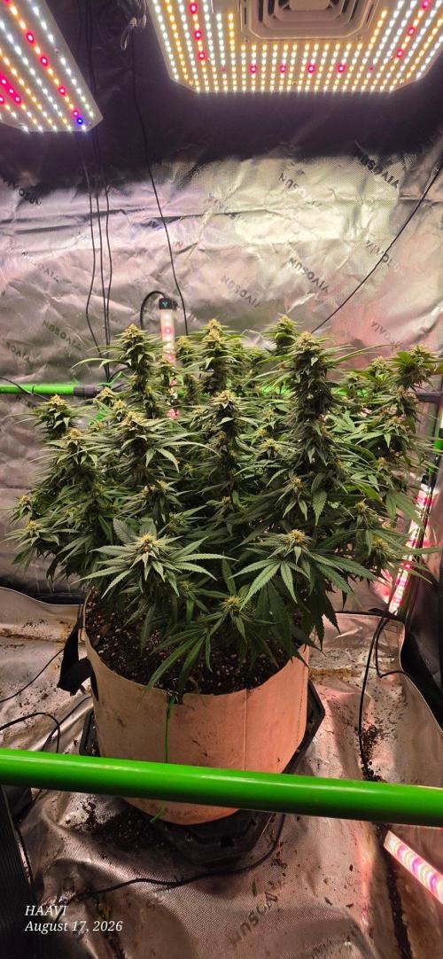 Haavis. Week 1