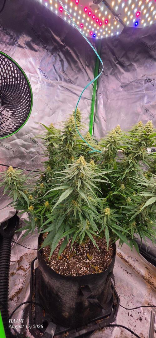 Haavis. Week 1