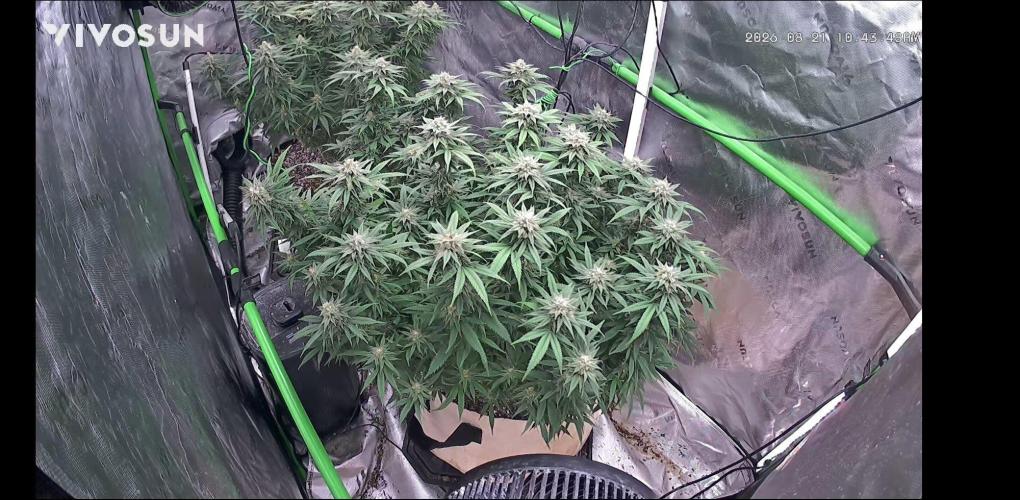 Haavis. Week 1