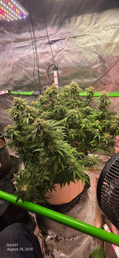Haavis. Week 1