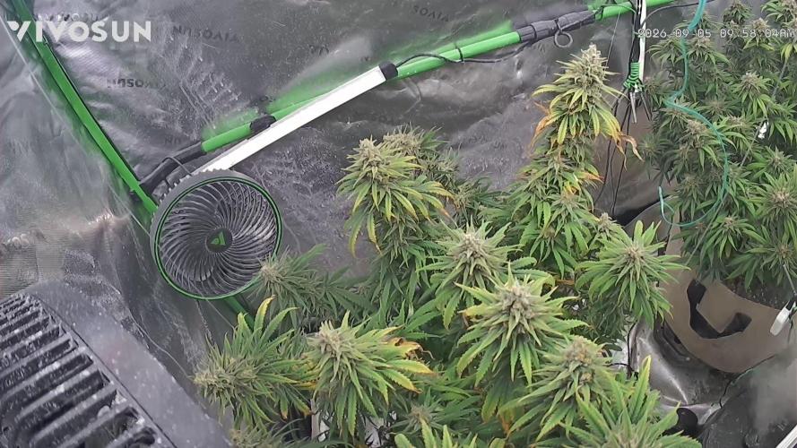 Haavis. Week 7 - 9/5/26 week 7 of flower blue dream 
