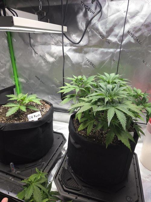 Green Crack Auto. Week 4