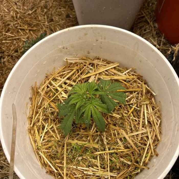 Jungle cake from clone-only fed ferments. Week 0