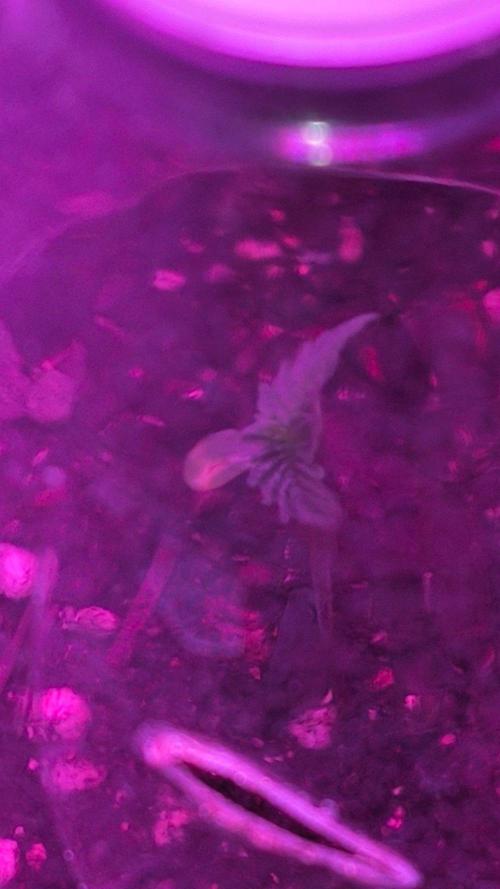 Primera vez 🤪. Week 1 - Se ve amarillo unos de los cotidelones por qué al momento de salir de la tierra
