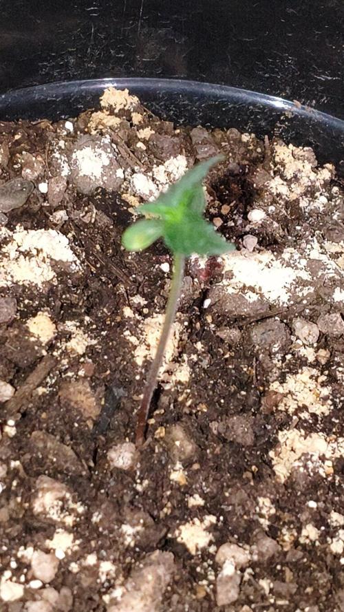 Primera vez 🤪. Week 1
