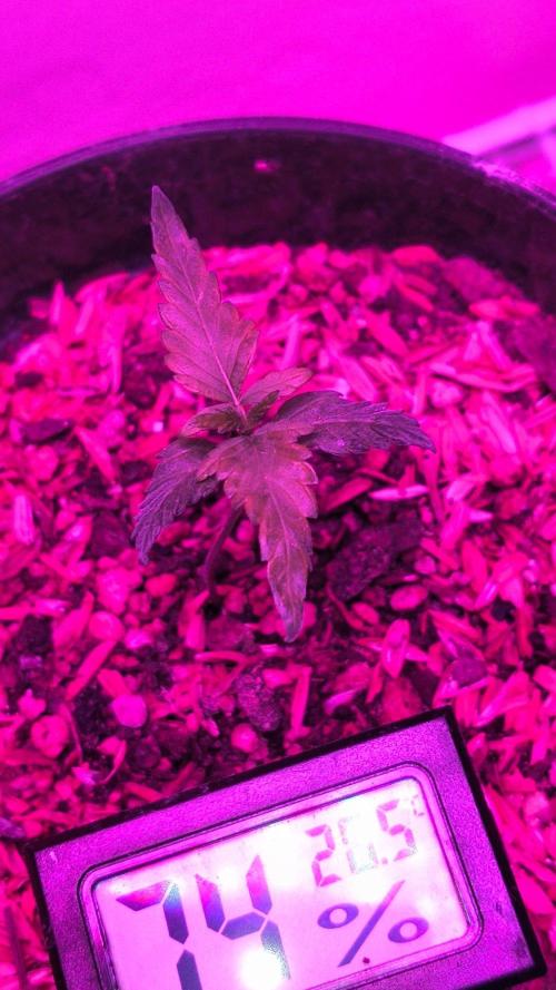 Sideral. Week 4