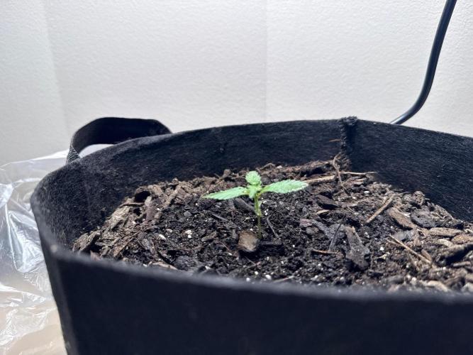 Gelato named Shirley (first grow). Week 2