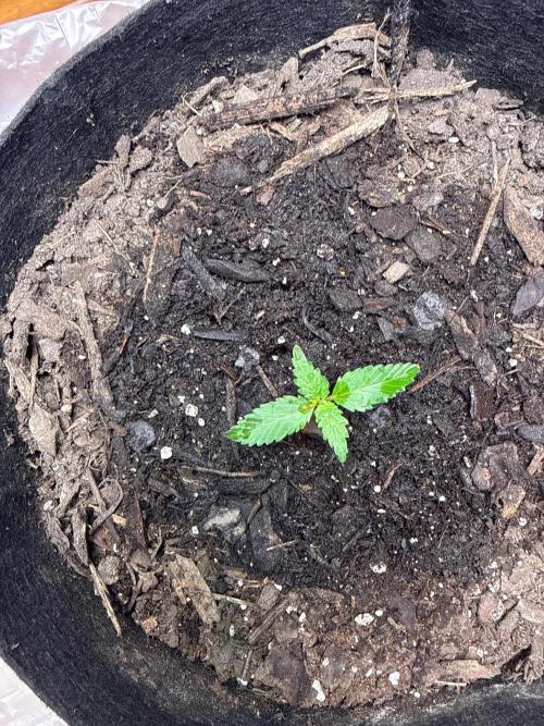 Gelato named Shirley (first grow). Week 2