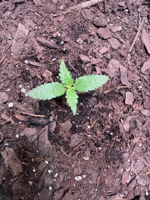 Gelato named Shirley (first grow). Week 2