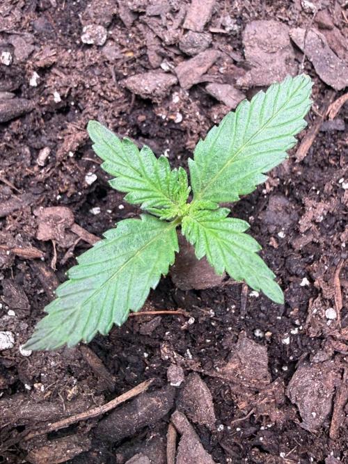 Gelato named Shirley (first grow). Week 3