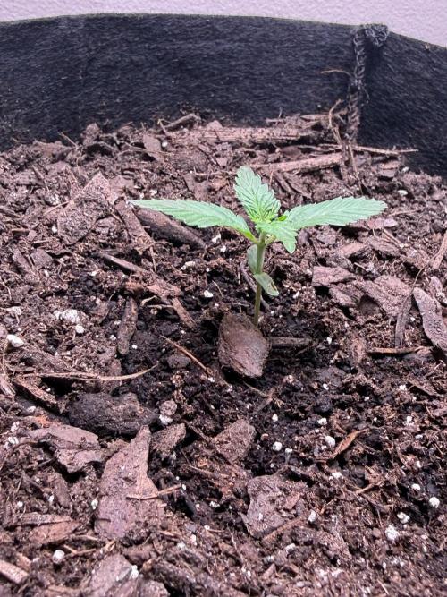 Gelato named Shirley (first grow). Week 3