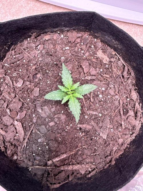 Gelato named Shirley (first grow). Week 3