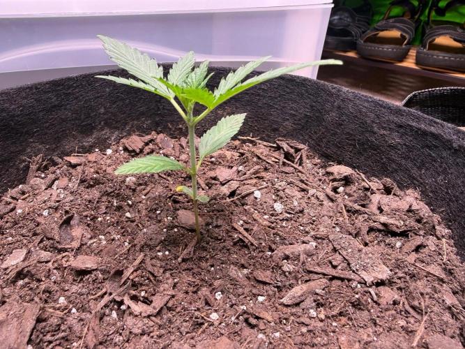 Gelato named Shirley (first grow). Week 4